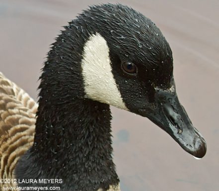 Canada Goose Close Up