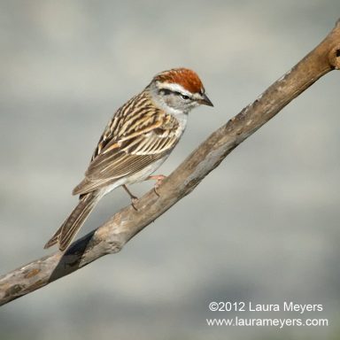 Chipping Sparrow