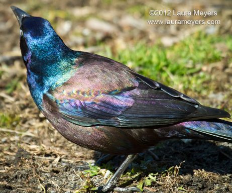 Common Grackle Close Up