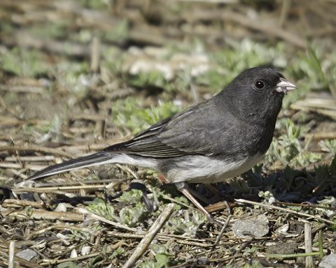 Dark-eyed Junco