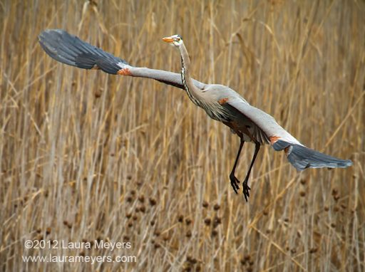 Great Blue Heron