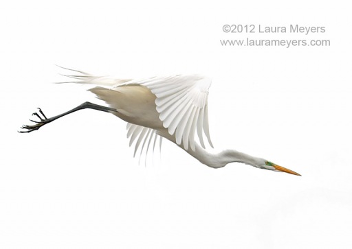 Great Egret in Flight