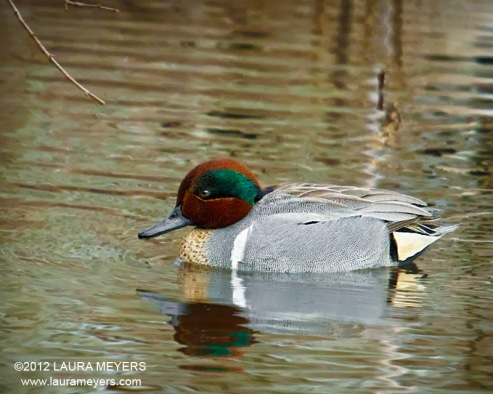 Green-winged Teal