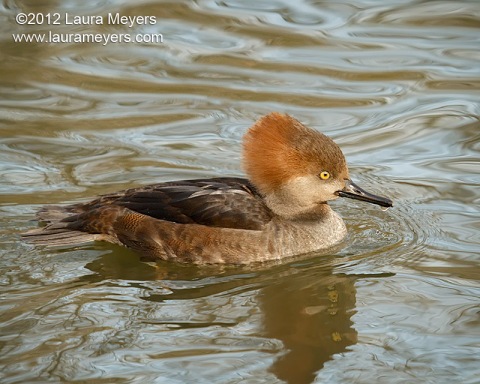 Hooded Merganser Female