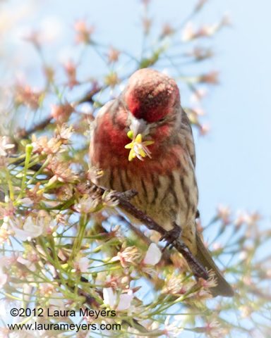 House Finch Male