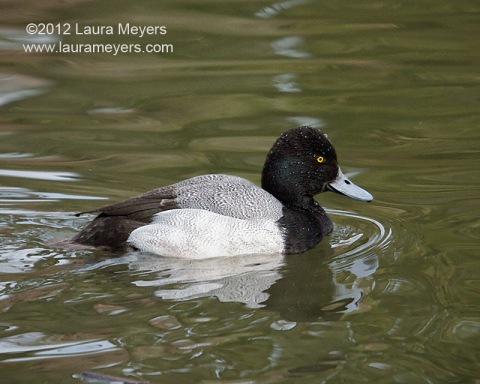 Lesser Scaup