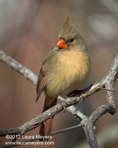 Northern Cardinal Female