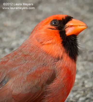 Northern Cardinal Portrait
