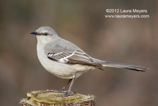 Northern Mockingbird