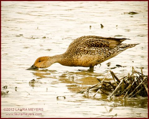 Northern Pintail Female