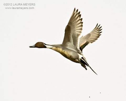 Northern Pintail Duck in flight