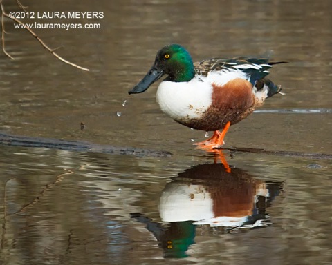 Northern Shoveler