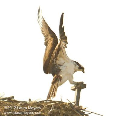 Osprey on Nest
