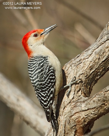 Red-bellied Woodpecker Male
