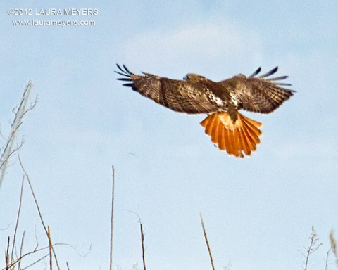 Red-tailed Hawk