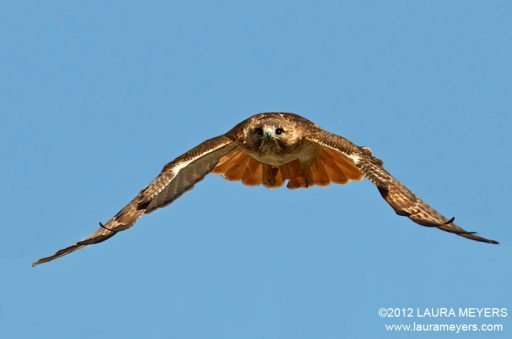 Red-tailed Hawk in flight