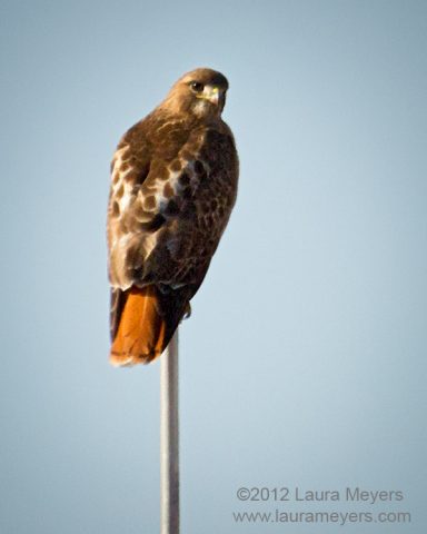 Red-tailed Hawk