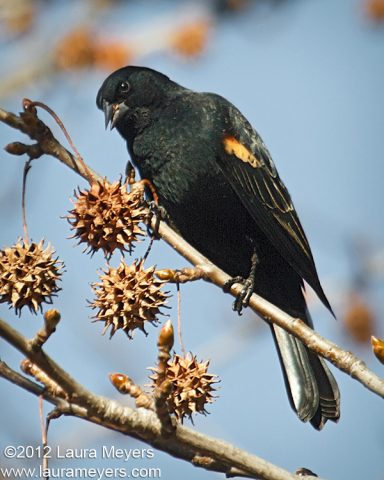 Red-winged Blackbird