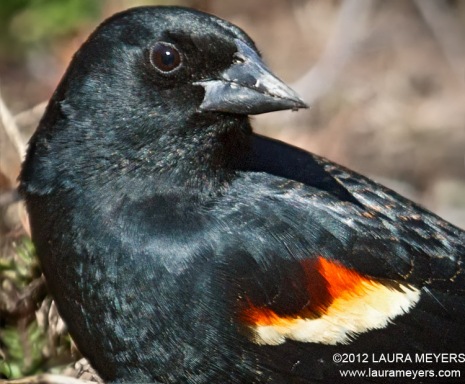 Red-winged Blackbird