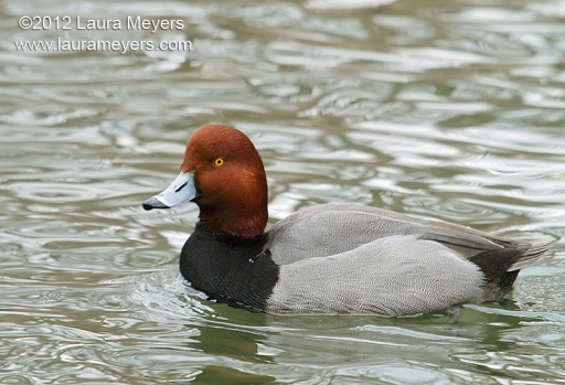 Redhead Duck