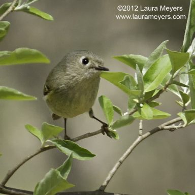 Ruby-crowned Kinglet