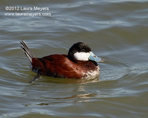 Ruddy Duck