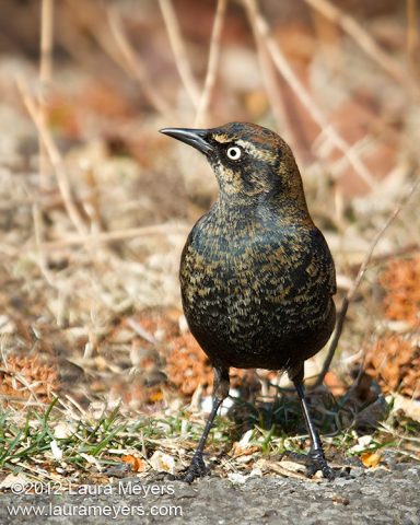 Rusty Blackbird Male