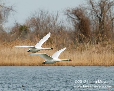 Mute Swans in Flight