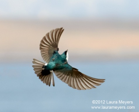 Tree Swallow in Flight