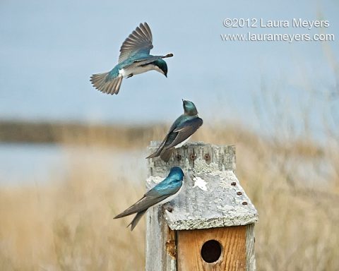 Tree Swallows