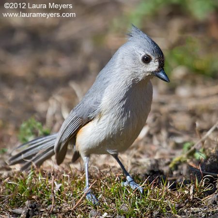 Tufted Titmouse