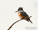 Belted Kingfisher Female