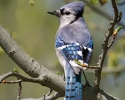 Blue Jay