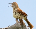 Brown Thrasher