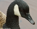 Canada Goose Close Up