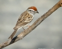 Chipping Sparrow