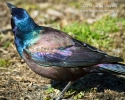 Common Grackle Close Up
