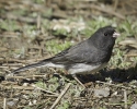 Dark-eyed Junco