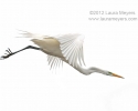 Great Egret in Flight