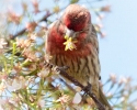 House Finch Male