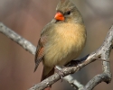 Northern Cardinal Female