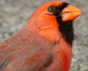 Northern Cardinal Portrait