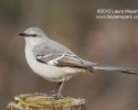 Northern Mockingbird