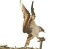 Osprey on Nest