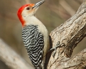 Red-bellied Woodpecker Male