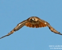 Red-tailed Hawk in flight