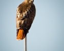 Red-tailed Hawk