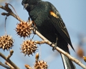 Red-winged Blackbird