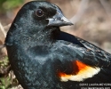 Red-winged Blackbird