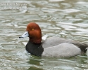 Redhead Duck
